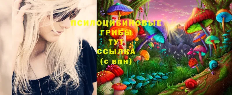 купить закладку  Донской  дарк нет Telegram  Галлюциногенные грибы Magic Shrooms 